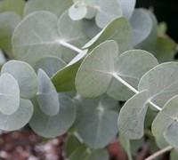 Silver Dollar Eucalyptus Tree - Eucalyptus cinerea