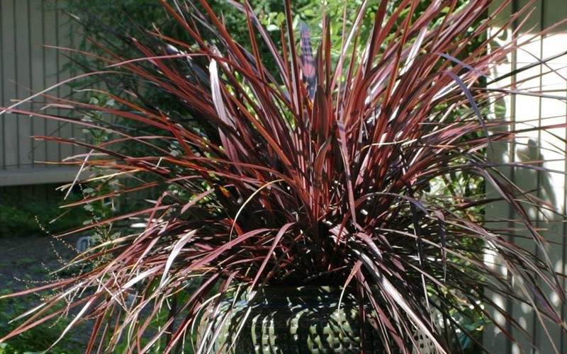 Red Star Cordyline - Cabbage Palm - (1) 5