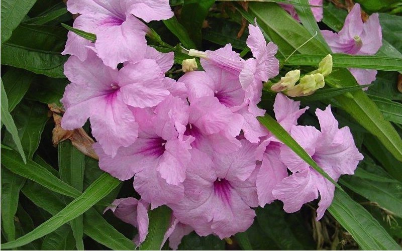 Katie Pink Dwarf Mexican Petunia - Ruellia - 1 Gallon - Long Blooming Perennials | ToGoGarden