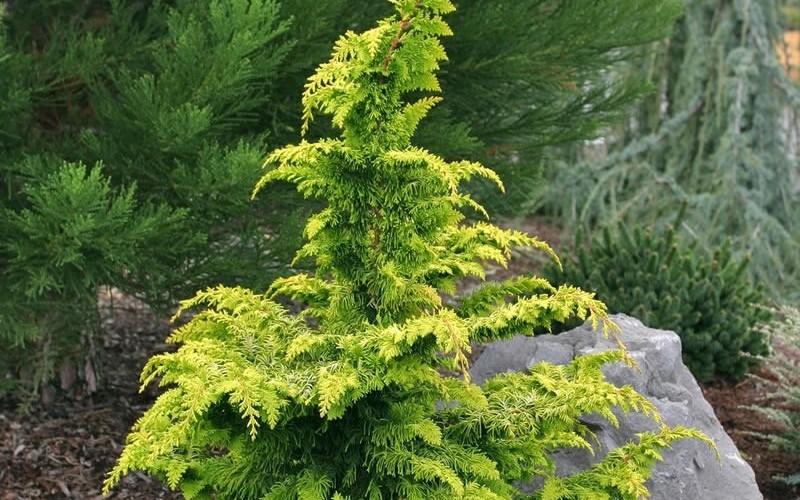Gold Tip Fernspray Hinoki Cypress - 7 Gallon - Columnar & Narrow Trees | ToGoGarden