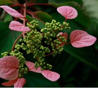 Pink Climbing Hydrangea 1 Gallon Staked Vines Groundcover Perennial Vines All Gardener Direct,Types Of Owls In Southern California
