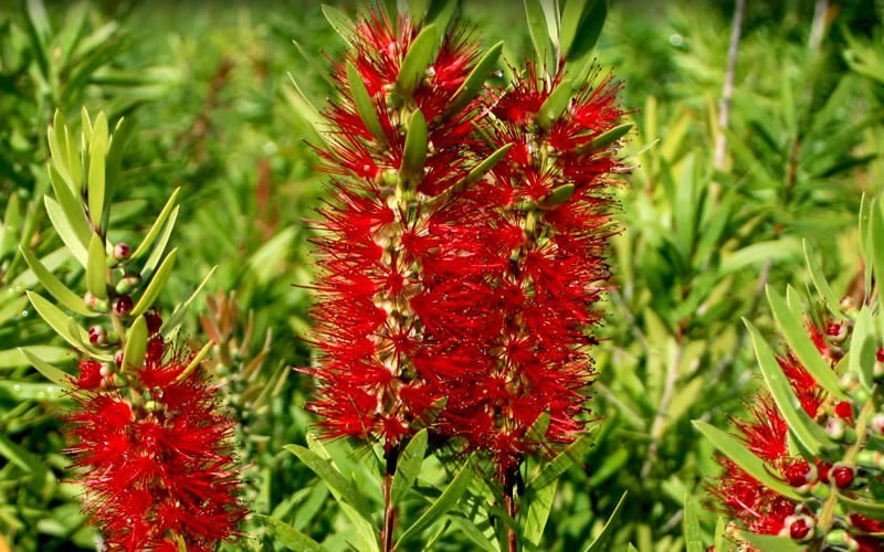 Red Cluster Hardy Bottlebrush - 3 Gallon - Butterfly Attracting Shrubs | ToGoGarden
