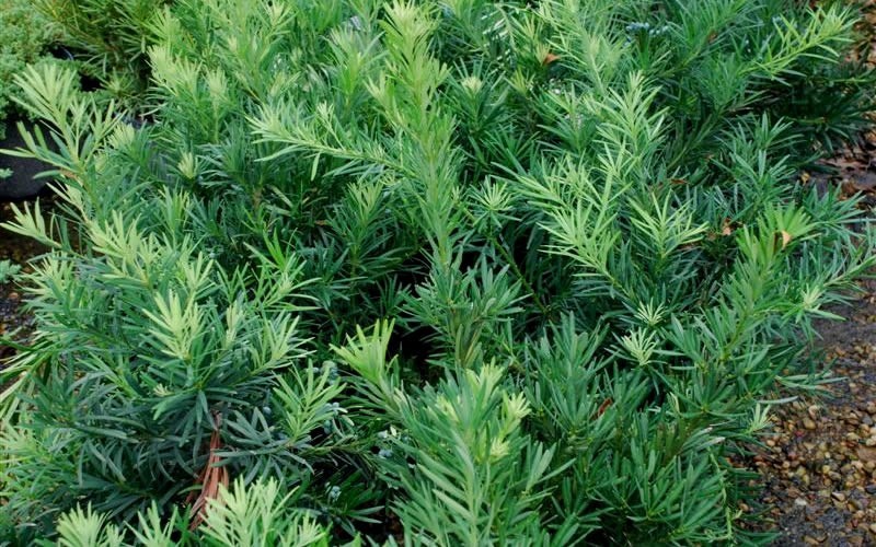 Pringles Dwarf Podocarpus Yew - 3 Gallon - Deer Resistant Shrubs | ToGoGarden