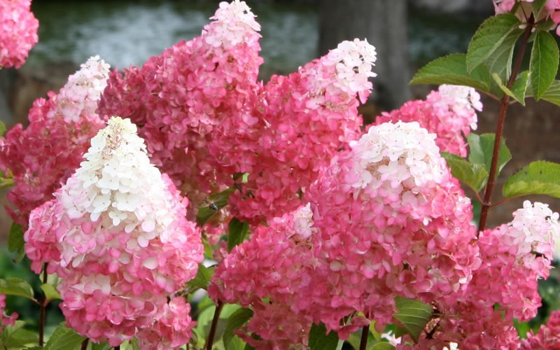 Vanilla Strawberry Hydrangea - 3 Gallon - Flowering Shrubs | ToGoGarden