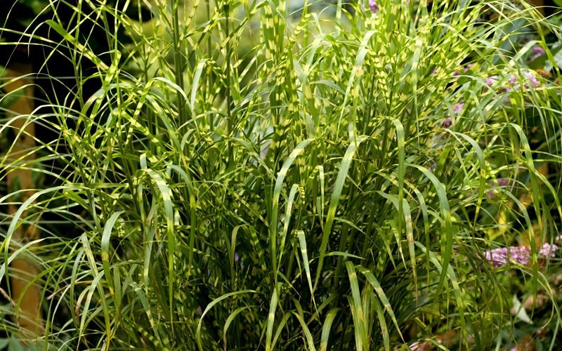 Gold Breeze Maiden Grass - 2 Gallon - Perennial Grasses | ToGoGarden