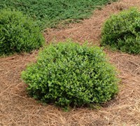 Rose Creek Dwarf Abelia