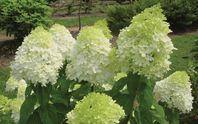 Limelight Hydrangea - Hydrangea paniculata 'Limelight' - 3 Gallon - Flowering Shrubs | ToGoGarden