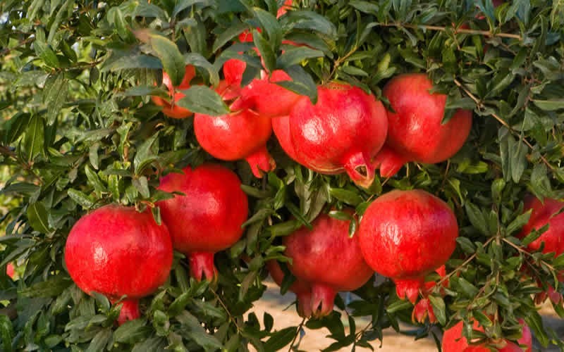 Wonderful Hardy Pomegranate Photo 7