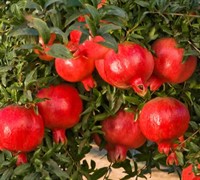 Wonderful Hardy Pomegranate