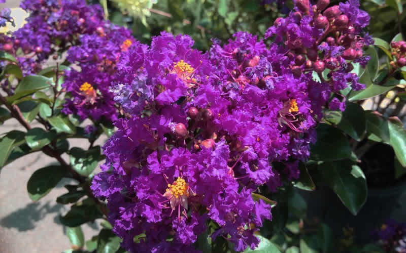 Purple Magic Crape Myrtle - 3 Gallon - Deer Resistant Shrubs | ToGoGarden