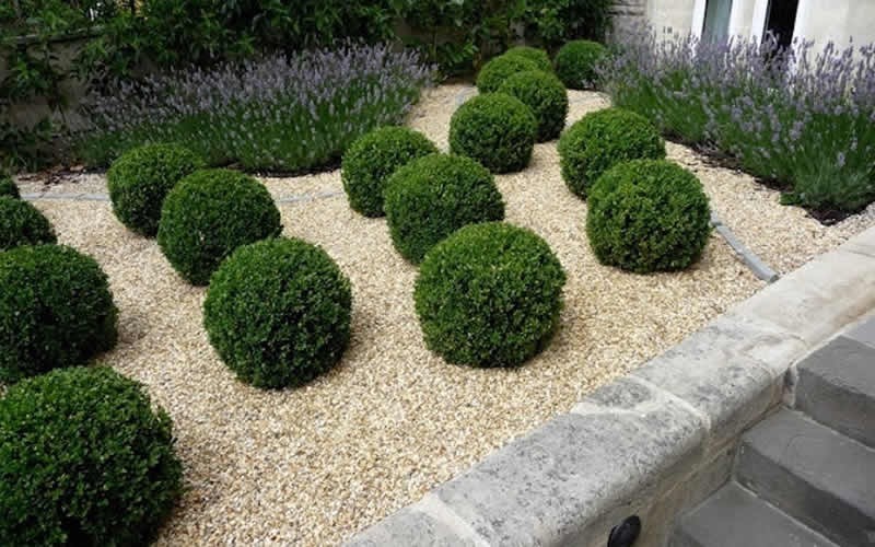 Buy Baby Gem Boxwood 1 Gallon Boxwood Shrubs Buy Plants Online Buy Baby Gem Boxwood 1 Gallon Boxwood Shrubs Buy Plants Online