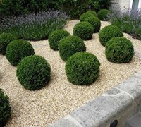 Baby Gem Boxwood