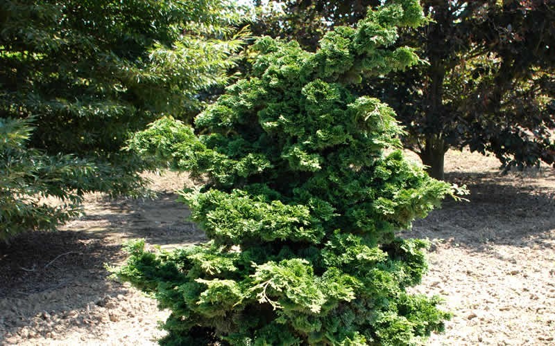 Well's Special Hinoki False Cypress - 1 Gallon - Columnar & Narrow Trees | ToGoGarden