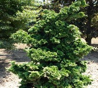 Well's Special Hinoki False Cypress
