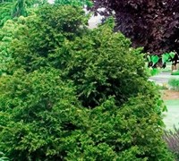 'Torulosa' Twisted Hinoki False Cypress