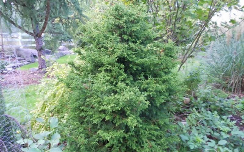 'Torulosa' Twisted Hinoki False Cypress Photo 3