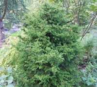'Torulosa' Twisted Hinoki False Cypress