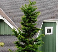 Slender Hinoki Cypress