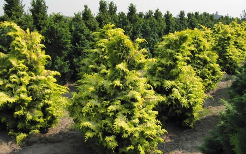 hinoki false cypress hedge