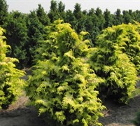 Shop Crippsii Golden Hinoki Cypress - 1 Gallon