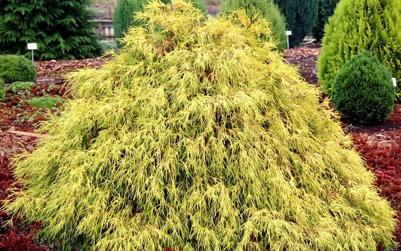 Paul's Gold Threadleaf False Cypress - 1 Gallon - Deer Resistant Shrubs | ToGoGarden