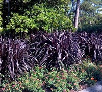 Princess Caroline Purple Fountain Grass - Pennisetum