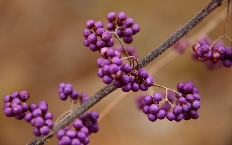 Early Amethyst American Beautyberry Photo 4