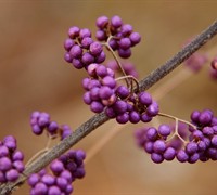 Early Amethyst American Beautyberry