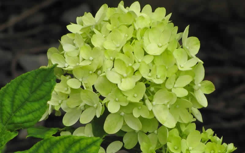 Little Lime Hydrangea - 2 Gallon - Hydrangea Shrubs | ToGoGarden