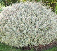 ConfettiÂ® Dwarf Abelia - Abelia grandiflora 'Confetti'