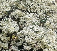 Empress of China Dogwood Empress of China Dogwood