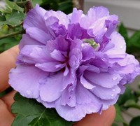 Blueberry Smoothieâ„¢ PPAF Althea - Rose of Sharon
