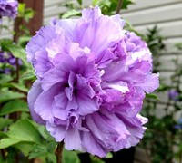 Blueberry Smoothieâ„¢ PPAF Althea - Rose of Sharon