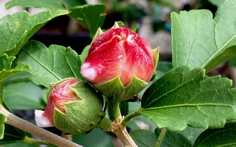 Strawberry Smoothieâ„¢ Althea - Rose of Sharon Photo 4
