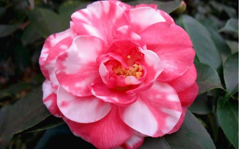Bart Colbert Variegated Camellia Japonica Photo 1