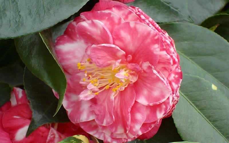 Bart Colbert Variegated Camellia Japonica Photo 2
