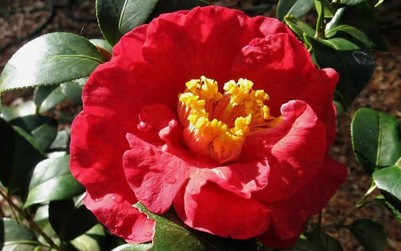 Don Mac Camellia Japonica - 3 Gallon Pot - Japonica Camellias - Spring Blooming | ToGoGarden
