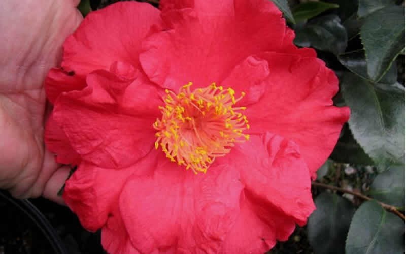 Don Mac Camellia Japonica Photo 2