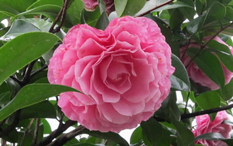 Cile Mitchell Camellia Hybrid - 1 Gallon - Japonica Camellias - Spring Blooming | ToGoGarden