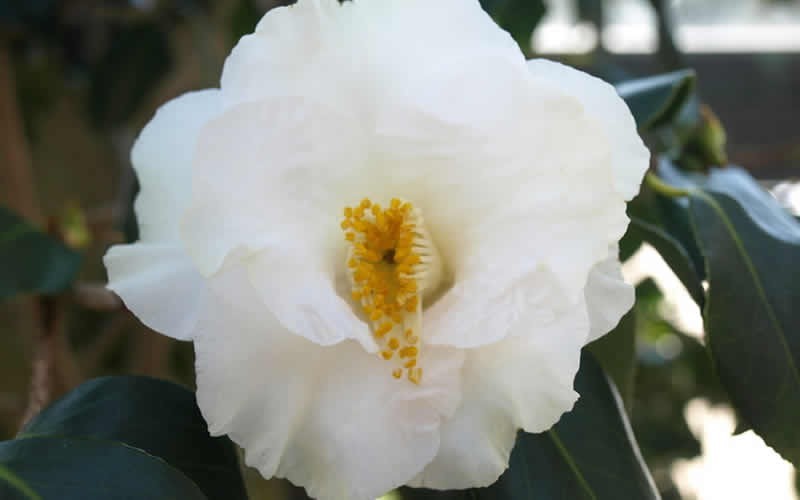 Emmett Barnes Camellia Japonica - 1 Gallon - Evergreen Shrubs | ToGoGarden