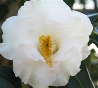 Emmett Barnes Camellia Japonica