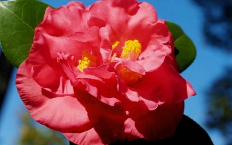 Mark Chason Camellia Japonica Photo 1