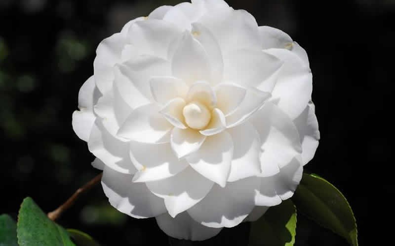 White By The Gate Camellia Japonica - 1 Gallon - Japonica Camellias - Spring Blooming | ToGoGarden
