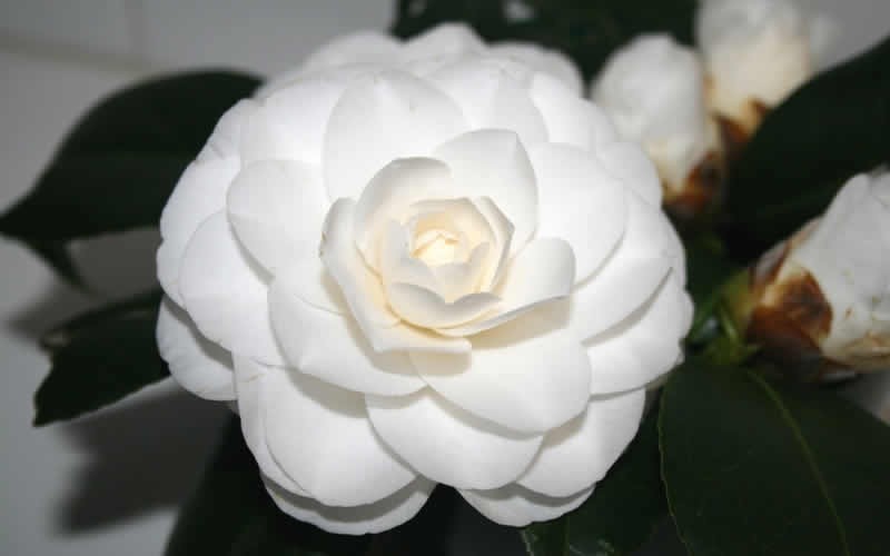 White By The Gate Camellia Japonica Photo 3
