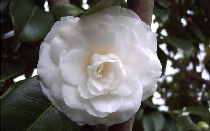 White By The Gate Camellia Japonica Photo 2