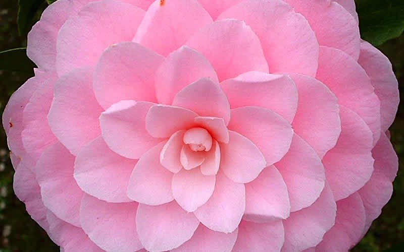 Nuccios Cameo Camellia Japonica - 1 Gallon - Japonica Camellias - Spring Blooming | ToGoGarden