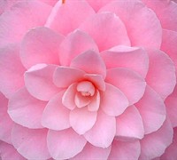 Nuccios Cameo Camellia Japonica