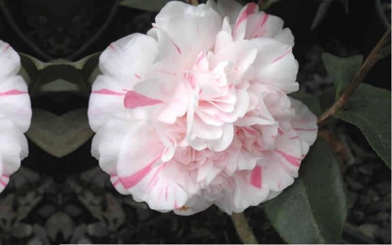 Esther Smith Camellia Japonica - 1 Gallon - Shrub - Japonica Camellias