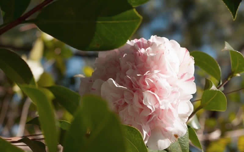 Esther Smith Camellia Japonica Photo 2