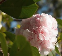 Esther Smith Camellia Japonica